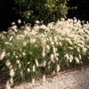 30 WHITE FOUNTAIN GRASS Pennisetum Villosum Ornamental Flower Seeds