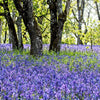 100 PERENNIAL LUPINE Blue Violet Lupinus Perennis Wild Lupine Sundial Purple Native Hummingbird Flower Seeds