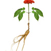 15 Asian KOREAN GINSENG Panax Shade Chinese Herb Seeds