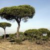 5 Pine Nut ITALIAN STONE PINE Pinus Pinea Umbrella Tree Seeds