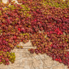 Boston Ivy Seeds – ( Bostonian Ivy / Wall Ivy ) Parthenocissus Tricuspidata Veitchii Vine Flower – photo 10