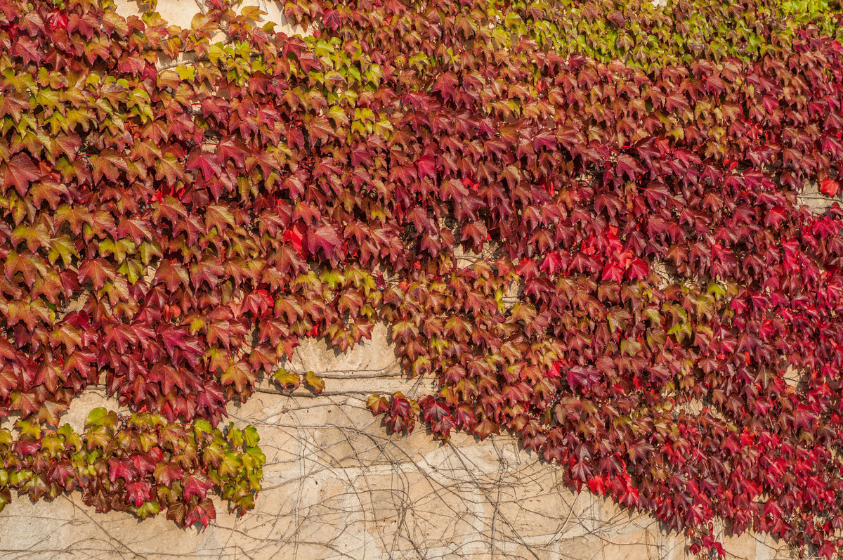 Boston Ivy Seeds – ( Bostonian Ivy / Wall Ivy ) Parthenocissus Tricuspidata Veitchii Vine Flower – photo 10