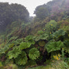 10 GUNNERA INSIGNIS Giant Rhubarb (Leaves up to 6' Wide, Red Flower Spikes to 3') Dinosaur Plant Seeds