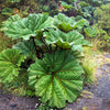 10 GUNNERA INSIGNIS Giant Rhubarb (Leaves up to 6' Wide, Red Flower Spikes to 3') Dinosaur Plant Seeds