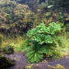 10 GUNNERA INSIGNIS Giant Rhubarb (Leaves up to 6' Wide, Red Flower Spikes to 3') Dinosaur Plant Seeds