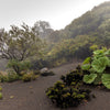 10 GUNNERA INSIGNIS Giant Rhubarb (Leaves up to 6' Wide, Red Flower Spikes to 3') Dinosaur Plant Seeds