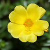 300 Organic GOLDEN PURSLANE Portulaca Sativa Vegetable Herb Yellow Flower Seeds