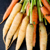 300 LUNAR WHITE CARROT Daucus Carota Vegetable Seeds