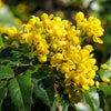 20 OREGON GRAPE Holly Fruit Vine Hollyleaved Barberry Mahonia Aquifolium Seeds