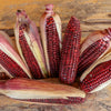 35 BLOODY BUTCHER Red CORN Edible & Ornamental Heirloom Zea Mays Vegetable Seeds