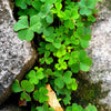 2000 MICROCLOVER Dwarf Miniature Trifolium Repens White Flower Clover Lawn Seeds