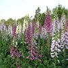 Seeds Mixed Foxglove Seeds – Digitalis Purpurea Flower – photo 5