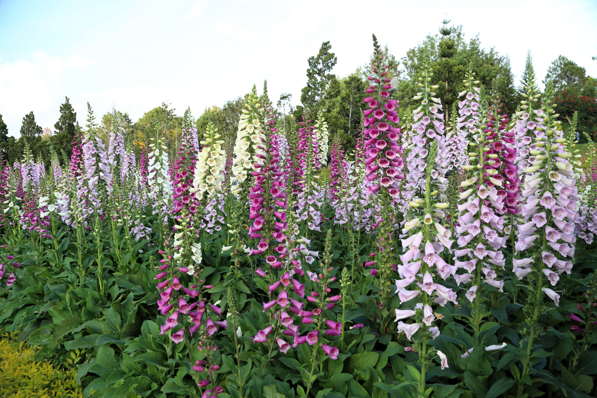 Seeds Mixed Foxglove Seeds – Digitalis Purpurea Flower – photo 5
