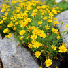1000 DAHLBERG DAISY Thymophylla Tenuiloba Yellow Flower Seeds - aka Golden Fleece, Gold Carpet,  Shooting Star