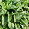 True Comfrey Seeds – Comphrey Symphytum Officinale Herb Seeds Purple Flowers – photo 8