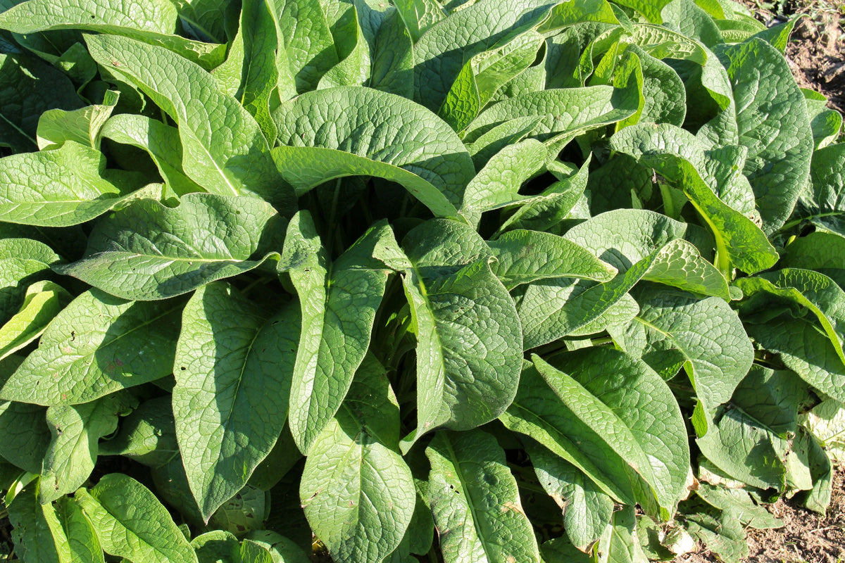 True Comfrey Seeds – Comphrey Symphytum Officinale Herb Seeds Purple Flowers – photo 8