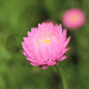 100 MIXED DOUBLE ACROCLINIUM Paper Daisy Helipterum Rhodanthe Flower Seeds