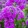 20 MEADOW PHLOX Maculata Mixed Colors Wild Sweet William Native Hummingbird Flower Seeds