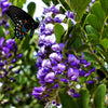 10 TEXAS Mountain LAUREL Sophora Secundiflora Mescal Tree Purple Flower Seeds