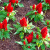 100 RED Forest Fire COCKSCOMB CELOSIA Plumosa Seeds