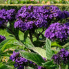 50 Blue MARINE HELIOTROPE Heliotropium Arborescens Flower Seeds