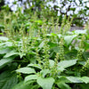 500 CLOVE BASIL Ocimum Basilicum Herb Flower Seeds