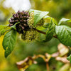 20 SIBERIAN GINSENG Eleutherococcus Senticosus Ci Wu Jia Herb Shrub Seeds