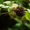 20 SIBERIAN GINSENG Eleutherococcus Senticosus Ci Wu Jia Herb Shrub Seeds