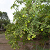 1000 BULK GUAVA Fruit Tree Shrub Psidium Guajava White Flowers Fruit Seeds