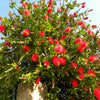 40 CRIMSON BOTTLEBRUSH Callistemon Citrinus Flowering Shrub Bush Small Tree Seeds