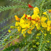 25 JERUSALEM THORN TREE Mexican Palo Verde Parkinsonia Aculeata Yellow & Red Flower Large Shrub Small Tree Legume Seeds