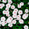 100 BRIGHT EYES PERIWINKLE Vinca Rosea Dwarf White & Pink Flower Seeds