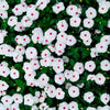 100 BRIGHT EYES PERIWINKLE Vinca Rosea Dwarf White & Pink Flower Seeds