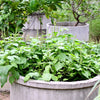 500 CLOVE BASIL Ocimum Basilicum Herb Flower Seeds