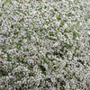 30 GERMAN STATICE White Sea Lavender Goniolimon Tataricum Limonium Flower Seeds