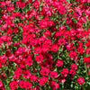 500 Red SCARLET FLAX Linum Grandiflorum Rubrum Flower Seeds