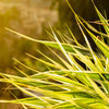 10 Variegated NEW ZEALAND FLAX Phormium Tenax Variegatum Ornamental Grass Flower Seeds