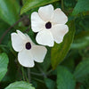 10 WHITE THUNBERGIA Alata VINE Black Eyed Susan Vine Flower Seeds