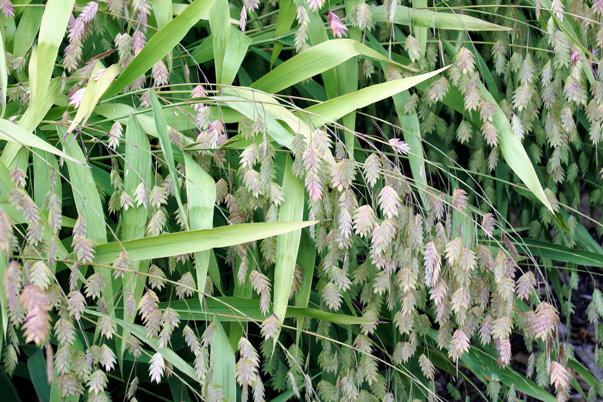 Northern Sea Oats Seeds – Grass Inland Chasmanthium
