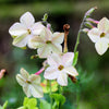 Heirloom Mixed Colors Nicotiana Seeds – (Ornamental Flowering Tobacco) Nicotiana Alata Flower – photo 18