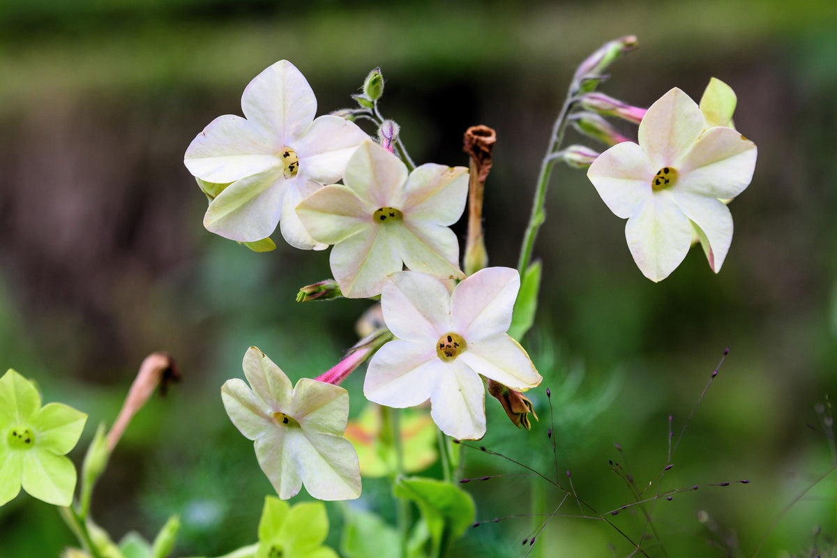 Heirloom Mixed Colors Nicotiana Seeds – (Ornamental Flowering Tobacco) Nicotiana Alata Flower – photo 18