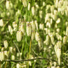 100 QUAKING GRASS (Rattlesnake Grass) Briza Maxima Seeds