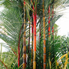 10 Red LIPSTICK PALM Sealing Wax Palm Cyrtostachys Renda Tree Houseplant Seeds