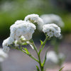 150 PEARL YARROW White Double Achillea Ptarmica Herb Flower Seeds
