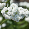 150 PEARL YARROW White Double Achillea Ptarmica Herb Flower Seeds