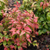 15 DWARF SACRED BAMBOO Heavenly Nandina Domestica Nana Pink Red Sun Shade Shrub Seeds