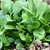 500 Dutch CORN SALAD Lambs Lettuce Valerianella Locusta Herb Vegetable Seeds