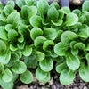 500 Dutch CORN SALAD Lambs Lettuce Valerianella Locusta Herb Vegetable Seeds
