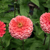 250 SALMON QUEEN ZINNIA Elegans California Giant Double Flower Seeds