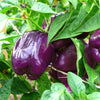 Purple Beauty Pepper Seeds – ( Sweet Mild Bell ) Capsicum Annuum Vegetable